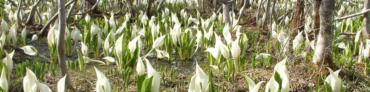 白石市福岡深谷の湿地帯に、春の高山植物の代表的な花「ミズバショウ」が一面に咲き誇ります。